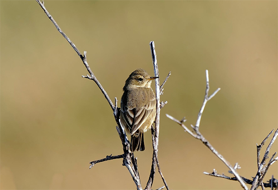 American-Pipit-by-Holger-Teichmann